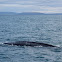 Blue Whale