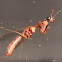 Juvenile Mantid