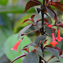 Florecilla