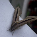 Impatiens hawk moth