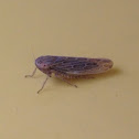 Tiny hopper