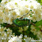 rose chafer / Cetonia