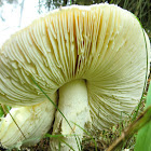 Amanita sp.