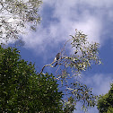 Pied Currawong