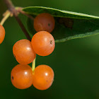 Tartarian Honeysuckle