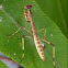Praying mantis