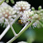 Western Yellow-jacket