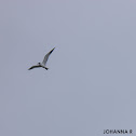 Caspian Tern