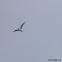 Caspian Tern