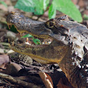 Spectacled Caiman