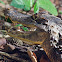 Spectacled Caiman