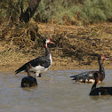 Spur-winged Goose