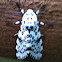 Giant leopard moth