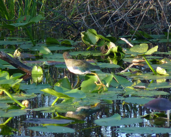 Spotting Image 1