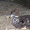 hen duck