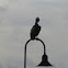 Brown Pelican