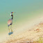 Tri Colored Heron