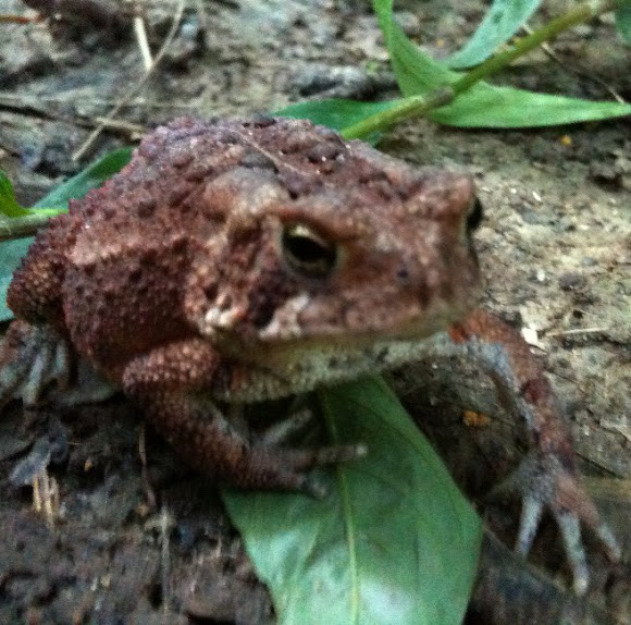 Spotting Image 1