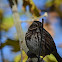 Song Sparrow