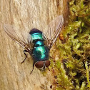 Blue Bottle fly
