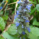 Bugleweed