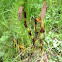 Horsetail