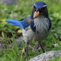 Western Scrub Jay
