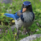 Western Scrub Jay