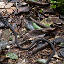 Seychelles wolf snake
