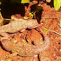 Western fence lizard