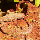 Western fence lizard