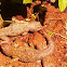Western fence lizard