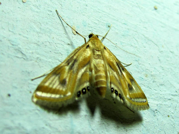 Spotting Image 1