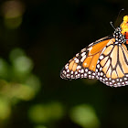 Southern Monarch