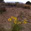 Coreopsis 