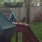 Unknown spotting