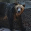 Grizzly Bear