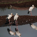 Asian Openbill stork