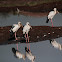 Asian Openbill stork
