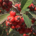 Firethorn, Espino de fuego