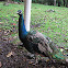 Indian Peafowl