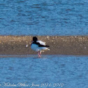 Shelduck; Tarro Blanco