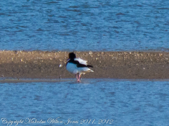Spotting Image 1