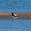 Shelduck; Tarro Blanco