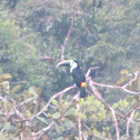 White-fronted Toucan