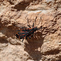 Western Boxelder bug