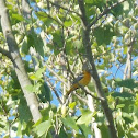 Oriole (Female)?