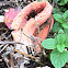 Columned Stinkhorn