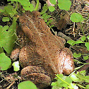 Toad  - American Toad