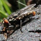 Blow fly